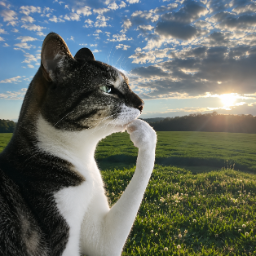 HMM (Thinking Cat) logo